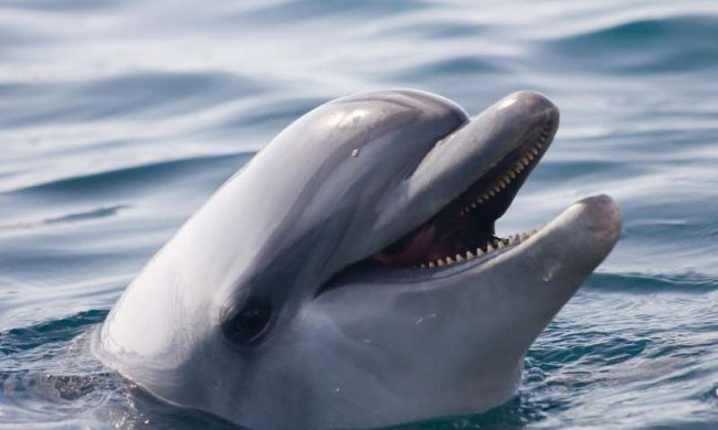 Фото - У китов и дельфинов обнаружили «почти человеческие» культуру и общество