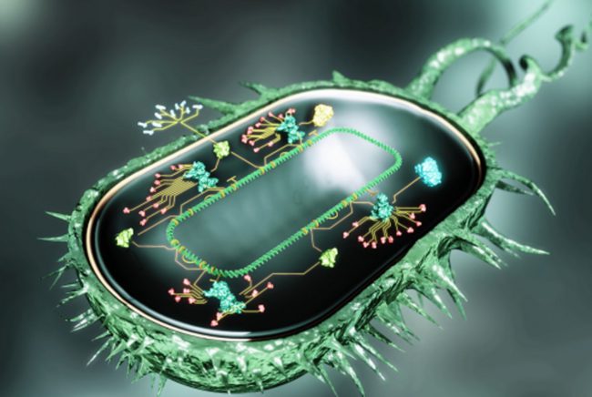 Фото - Ученые создали «бактерий-киборгов»