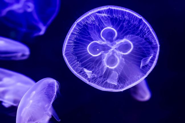 Фото - Датские ученые сделали чипсы из медуз