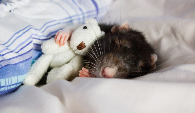 Фото - Ученые нашли переключатели сна в мозге мыши
