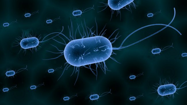 Фото - У бактерий обнаружили новый вид памяти