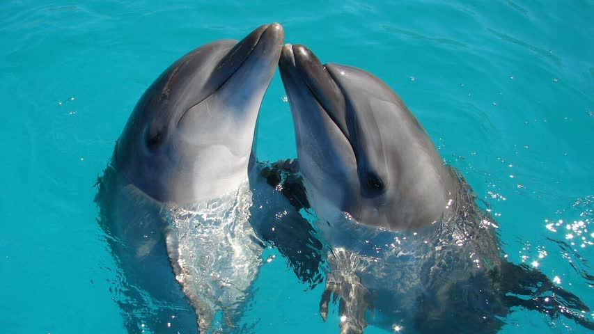 Фото - На Багамских островах обнаружили сложное сообщество дельфинов