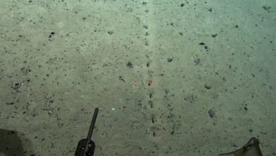 Фото - На дне океана найдены загадочные отверстия. Кто их сделал и зачем?
