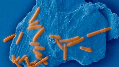 Фото - Ученые из Китая составили список работ, к которым можно привлечь микробов-камнеедов