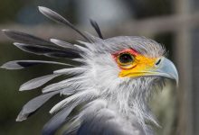 Фото - Биологи: благодаря экономии глюкозы птицы имеют больше нейронов, чем млекопитающие