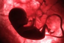 Фото - Что видят младенцы в утробе матери?
