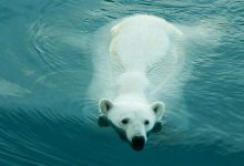 Фото - Химики: российские белые медведи оказались самыми экологически чистыми среди сородичей