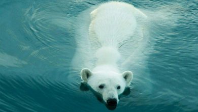 Фото - Химики: российские белые медведи оказались самыми экологически чистыми среди сородичей