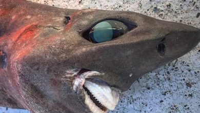 Фото - Таинственную улыбающуюся акулу выловили у берегов Австралии