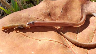 Фото - Ученые обнаружили труп самой редкой змеи Северной Америки, погибшей по неожиданной причине