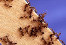 Фото - Ученые посчитали всех живущих на Земле муравьев
