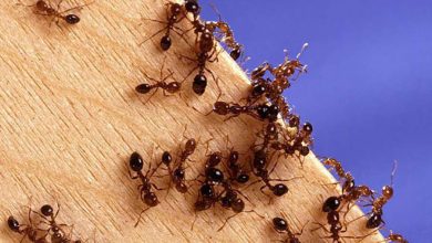 Фото - Ученые посчитали всех живущих на Земле муравьев