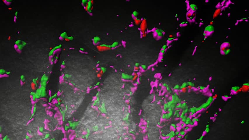 Фото - Вирусы внедрили в мышей защиту от новых вирусов