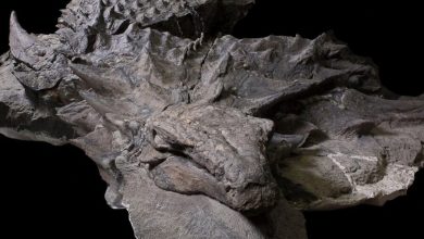 Фото - В Канаде обнаружили «мумию» динозавра с кожей и сухожилиями
