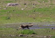 Фото - Зоологи сняли на видео «браконьерскую» рыбалку лисицы