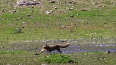 Фото - Зоологи сняли на видео «браконьерскую» рыбалку лисицы