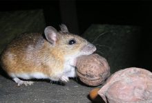 Фото - Биологи выяснили, что «нашествие» мышей в Японии произошло из-за плодоношения бамбука