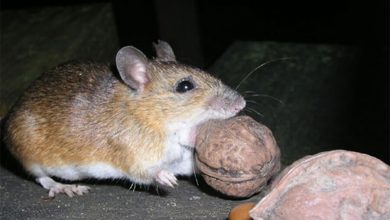 Фото - Биологи выяснили, что «нашествие» мышей в Японии произошло из-за плодоношения бамбука