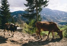 Фото - Экологи предложили дать свиньям и коровам волю ради восстановления природы и вкусного мяса