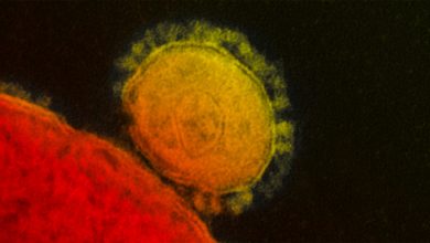 Фото - Nature Communications: ученые научились вводить внутривенно искусственные вирусы против рака