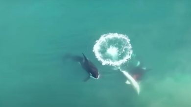 Фото - Охоту косаток на акул сняли на видео с дрона