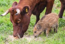 Фото - В Германии стадо домашних коров усыновило дикого кабанчика