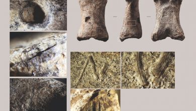 Фото - В Казахстане нашли стоянку для разделки животных каменного века