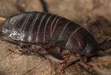 Фото - Вымершего австралийского таракана с острова Лорд-Хау обнаружили живым под камнем