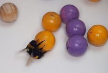 Фото - Зоологи обнаружили, что пчелы любят игры с мячиком больше, чем еду