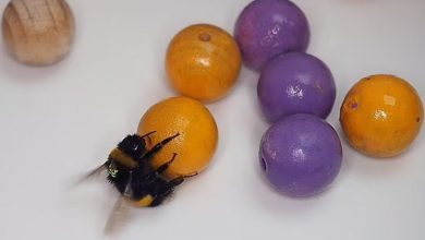 Фото - Зоологи обнаружили, что пчелы любят игры с мячиком больше, чем еду