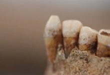 Фото - Биологи выяснили, что зубы древних людей испортились с переходом от охоты к земледелию