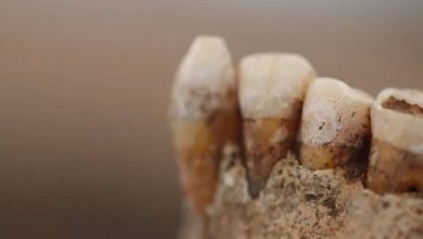 Фото - Биологи выяснили, что зубы древних людей испортились с переходом от охоты к земледелию