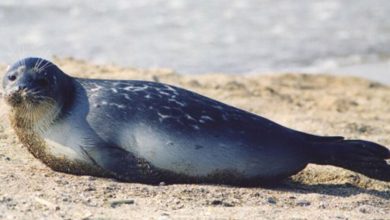 Фото - Более 130 уникальных тюленей найдены мертвыми на побережье Каспийского моря в Казахстане