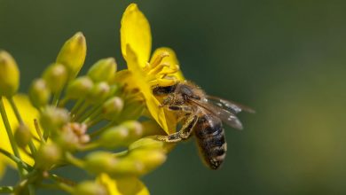 Фото - Энтомологи выяснили, что срок жизни медоносных пчел сократился на 50% за последние 50 лет