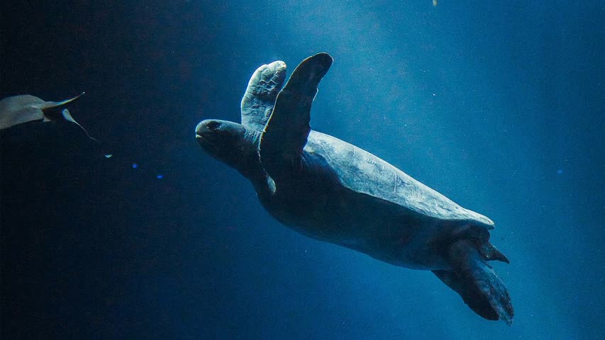 Фото - Обнаружена гигантская вымершая черепаха-левиафан