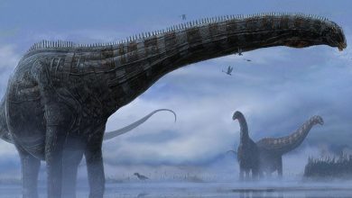 Фото - Палеонтологи нашли новый вид динозавров в Румынии и не могут понять, как он туда попал