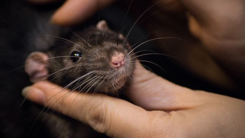 Фото - У крыс впервые выявили чувство ритма