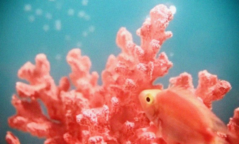 Фото - Ученые заподозрили, что корабли разносят смертельную для кораллов болезнь